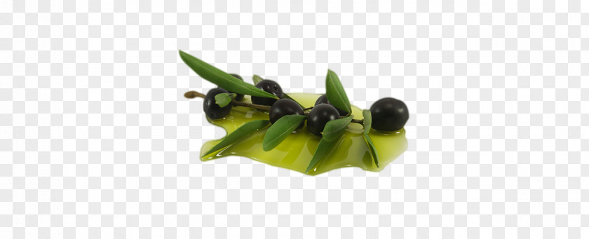 Olive Leaf Oil Extract PNG