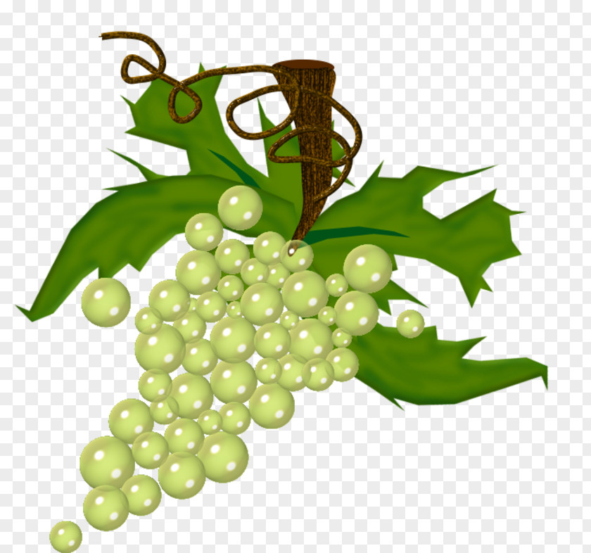 Raisin Wine Common Grape Vine Drawing Fruit PNG