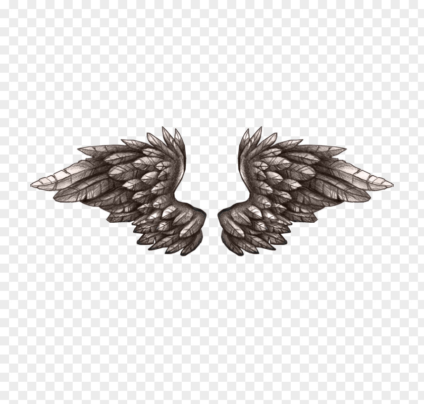 Related Feather Wings Animation PNG