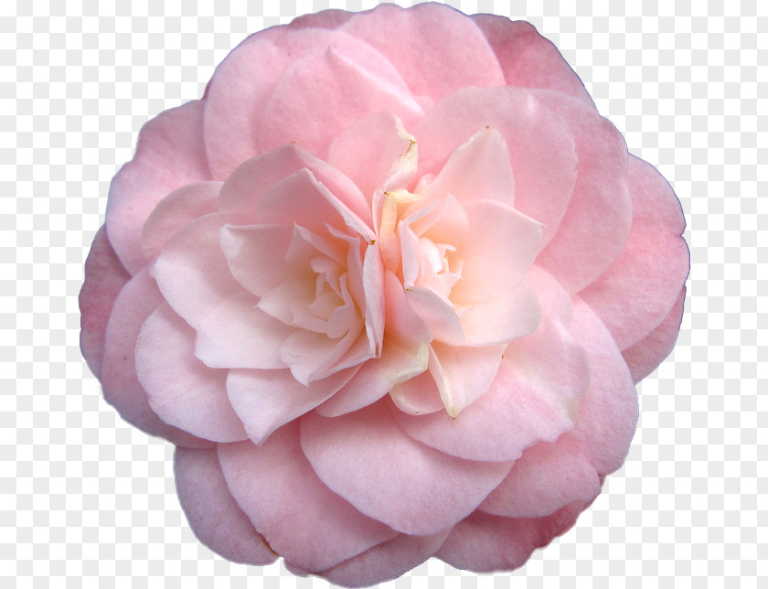 Rose Japanese Camellia Pink Flowers PNG