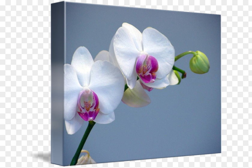 White Orchid Moth Orchids Concime Flower Plant PNG