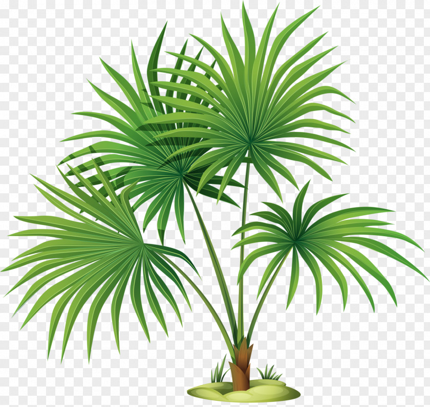 Adelaida Mexican Fan Palm Trees Clip Art Vector Graphics Illustration PNG
