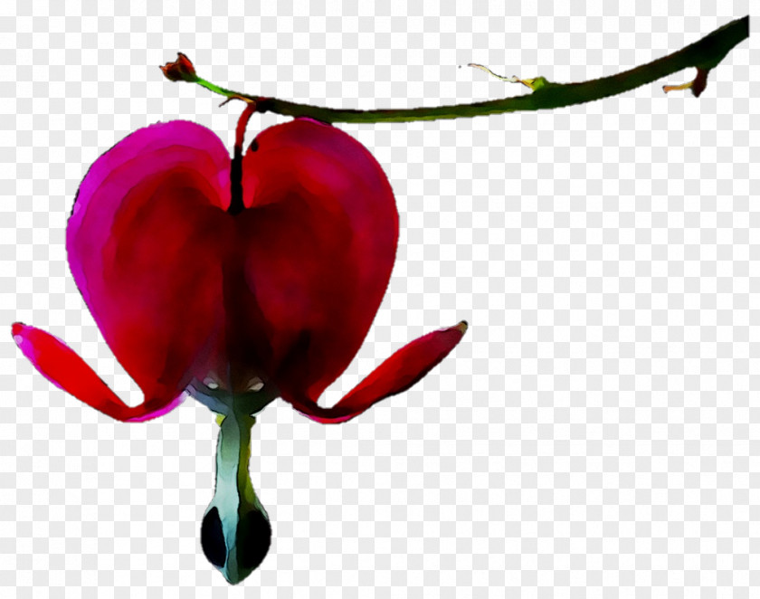 Clip Art Petal Image Flower PNG