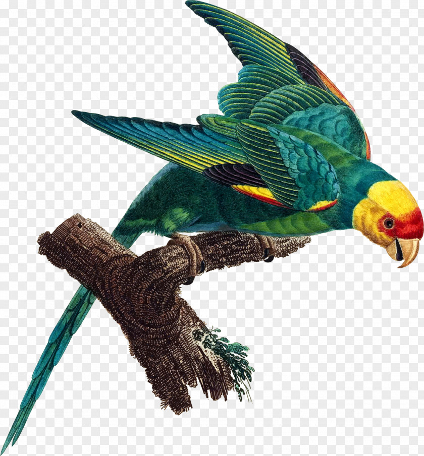 Parrot Decoration Carolina Parakeet Bird Extinction PNG