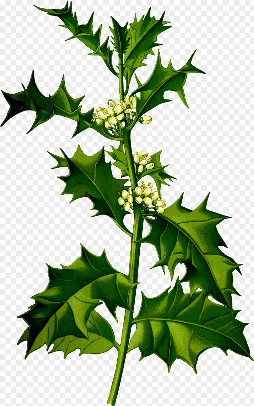 Plant Common Holly Shrub Species Tree PNG