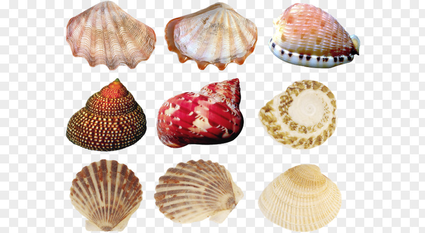 Seashell Cockle Oyster Conchology PNG