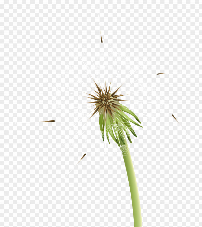 Dandelion Royalty-free Clip Art PNG