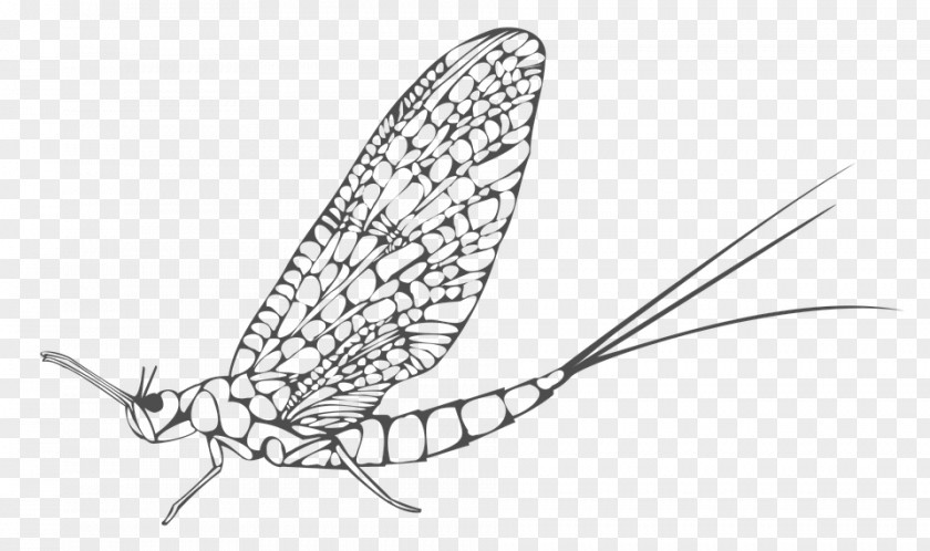 Insect Image Mayfly Butterfly Ephemera PNG