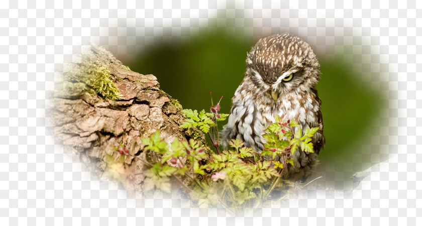 Owl Desktop Wallpaper High-definition Video Environment PNG