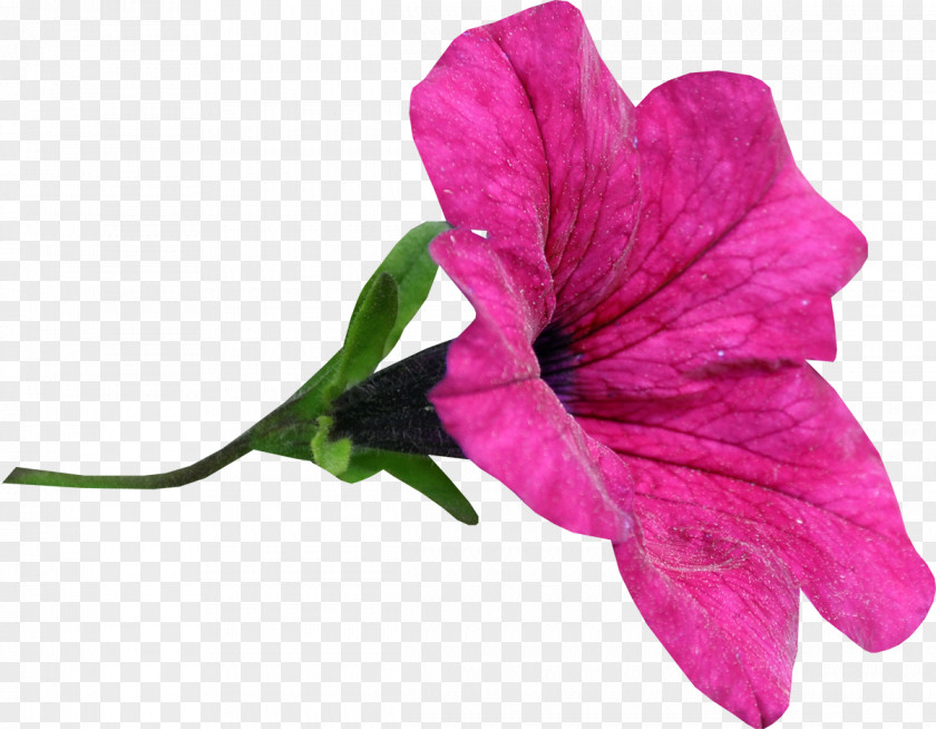 Pink Flower Snezha, Burgas Province Marvel-of-peru PNG