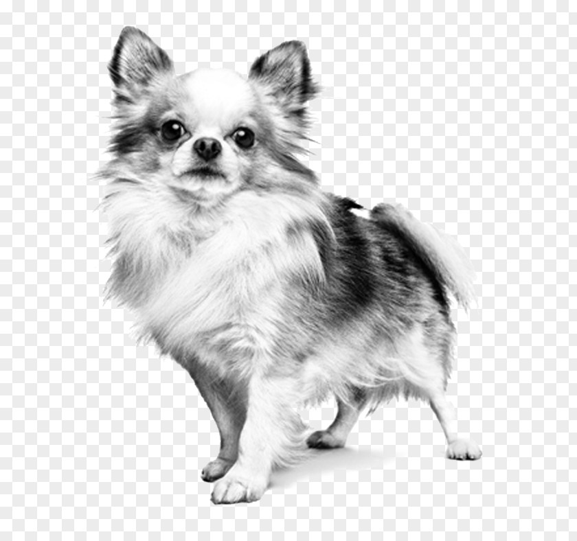Puppy German Spitz Klein Chihuahua Pomeranian Dog Breed PNG