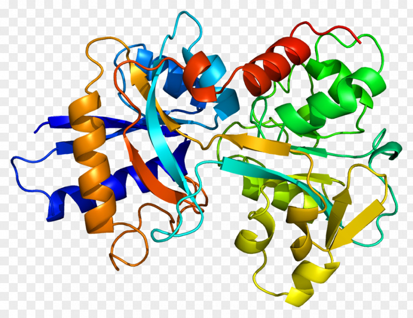 Drug Transferrin Receptor Protein Lactoferrin Iron PNG