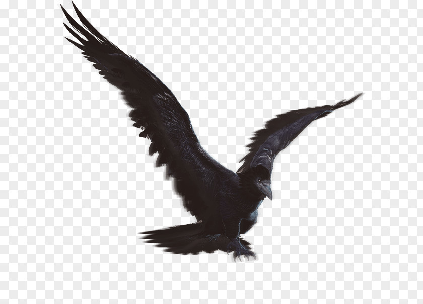 Eagle Fauna Vulture Beak Feather PNG