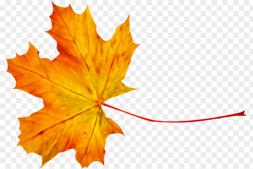 Leaf Maple Clip Art PNG