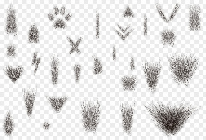 Nose Grasses Line Art Angle Font PNG