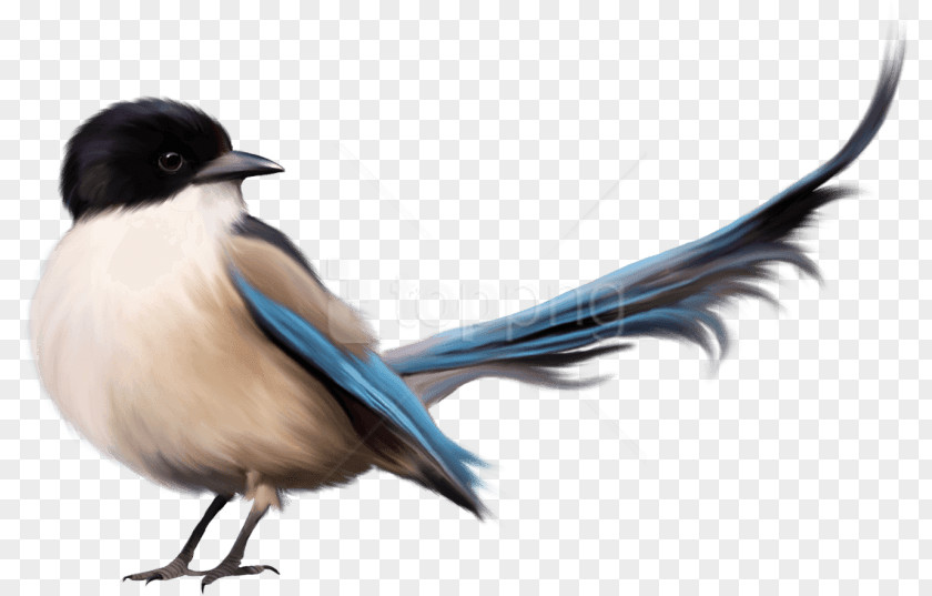Swallow Tail Bird PNG