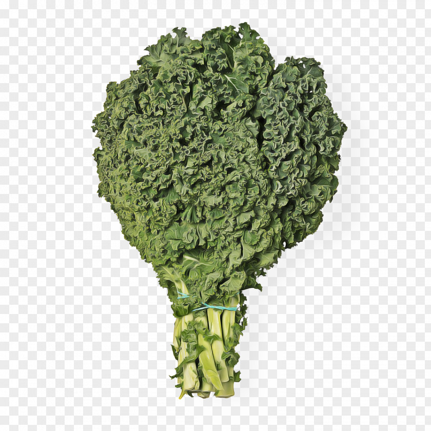 Wild Cabbage Flower Leaf Vegetable Broccoli Cruciferous Vegetables Plant PNG
