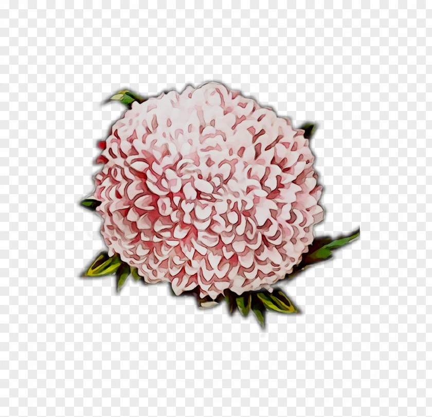 Chrysanthemum Cut Flowers Flower Bouquet Pink M PNG