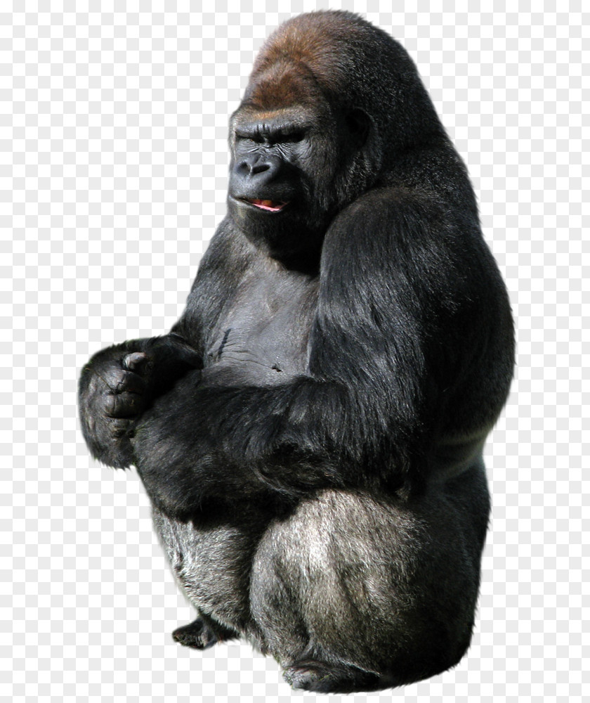 Donkey Kong King Western Gorilla Clip Art PNG