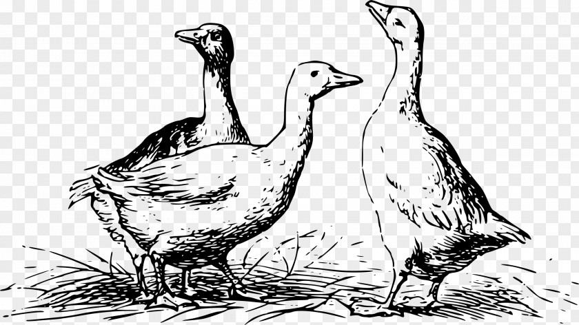 Goose Duck Drawing Mallard PNG