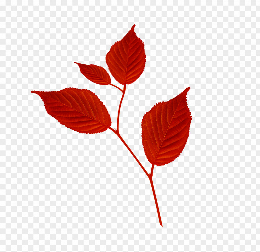 Leaf Branch Petal Clip Art PNG