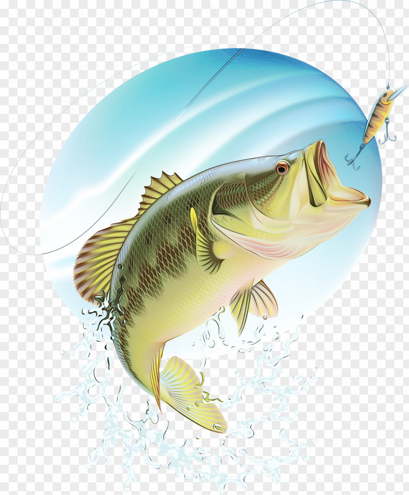 Northern Largemouth Bass Fin Fish PNG