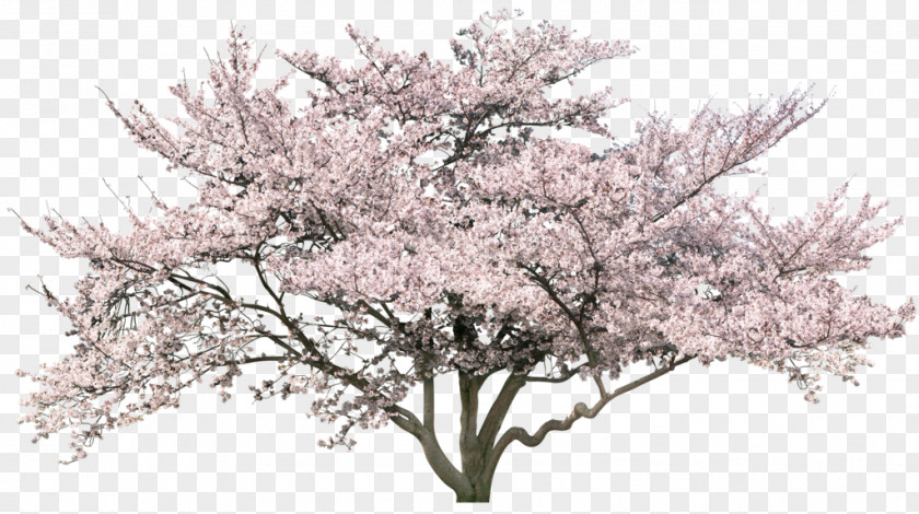 Tree Cherry Blossom PNG