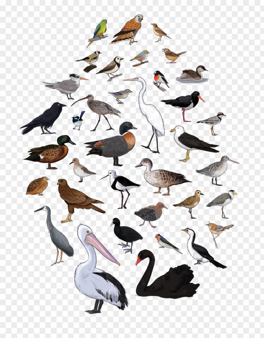 Bird Migration Tasmanian Birds Beak PNG