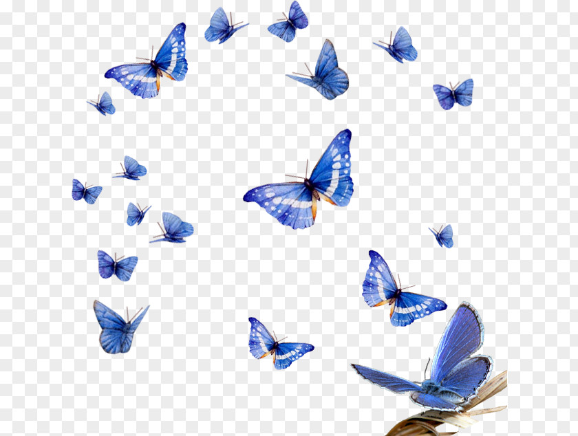 Butterfly Blue Morpho Insect PNG