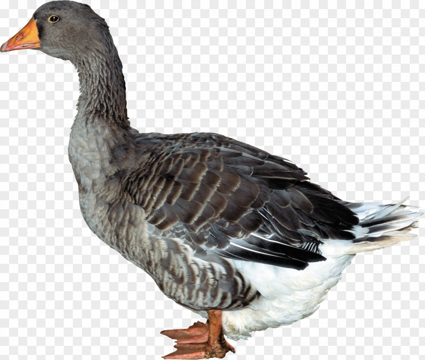 Duck Image PNG
