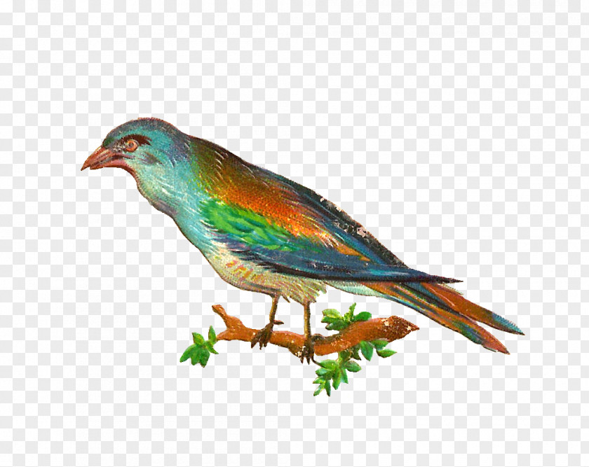 Macaw Bird Swallow Clip Art PNG