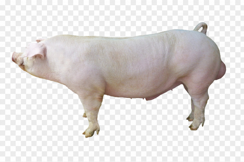 Boar Duroc Pig Large White Hampshire Cattle Breed PNG