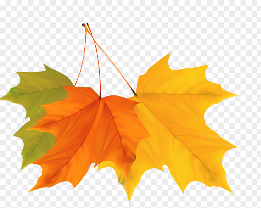 Colorful Autumn Leaves Design Vector Material Maple Leaf PNG