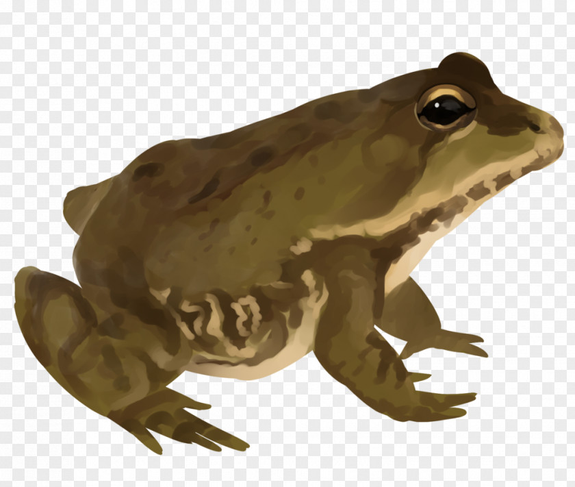 Frog American Bullfrog Artist Frogger PNG
