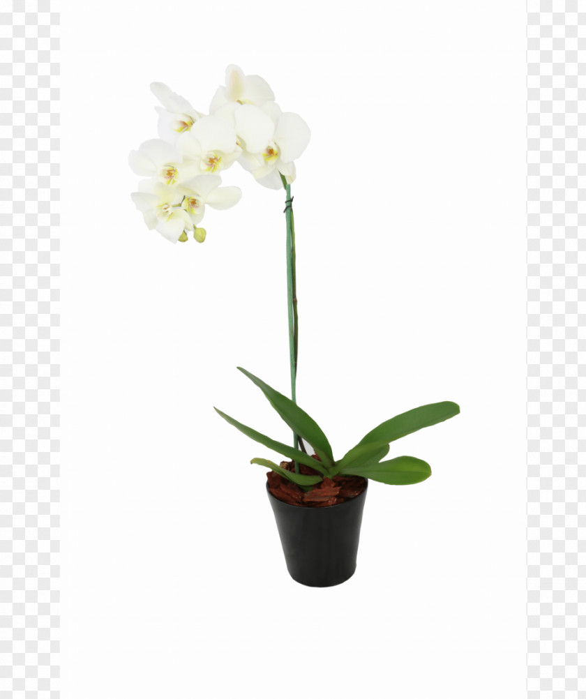 Maceta Flores Indonesia Flowerpot Cattleya Orchids Pricing Strategies PNG