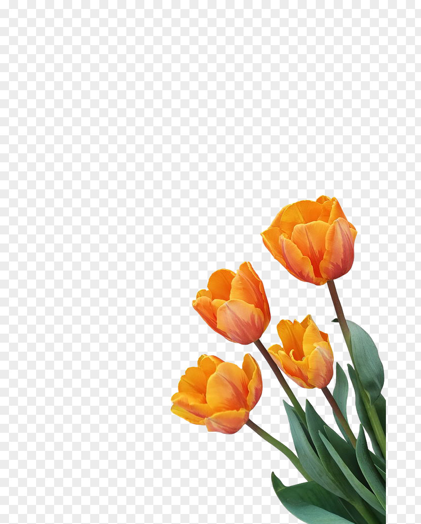 Orange Tulip Decoration Flower PNG