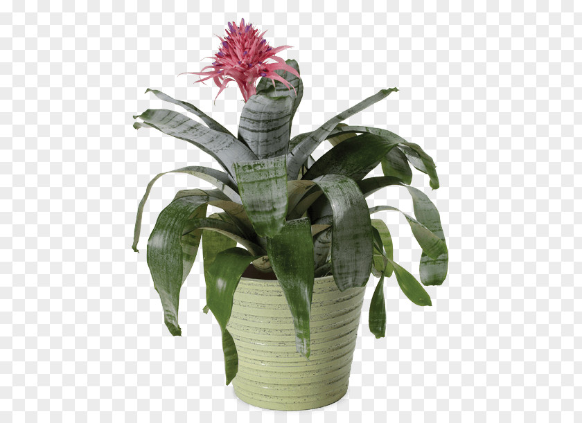 Plant Aechmea Fasciata Guzmania Houseplant Cut Flowers PNG