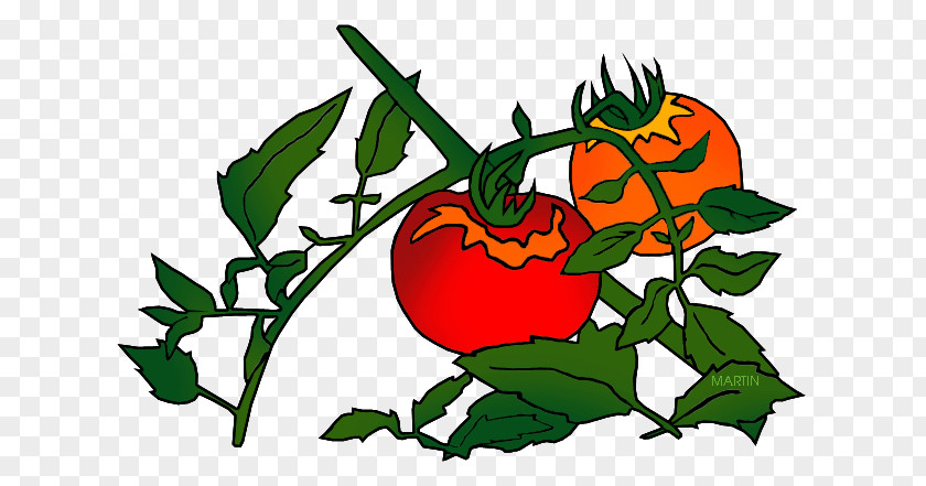 Plant Food Tomato Botany Clip Art PNG