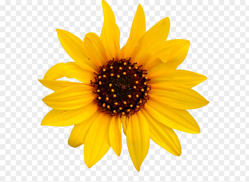 Sunflower Transparent Common Clip Art PNG