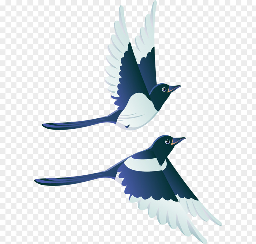 Bird Flight Swallow Mallard White Stork PNG