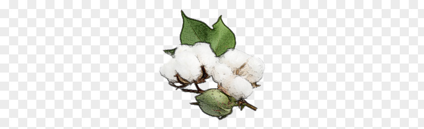 Cotton PNG clipart PNG