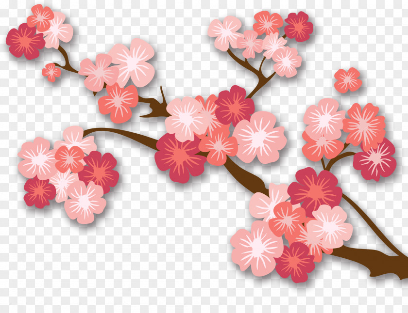Star Flower Japan Cherry Blossom Vector Graphics Image PNG