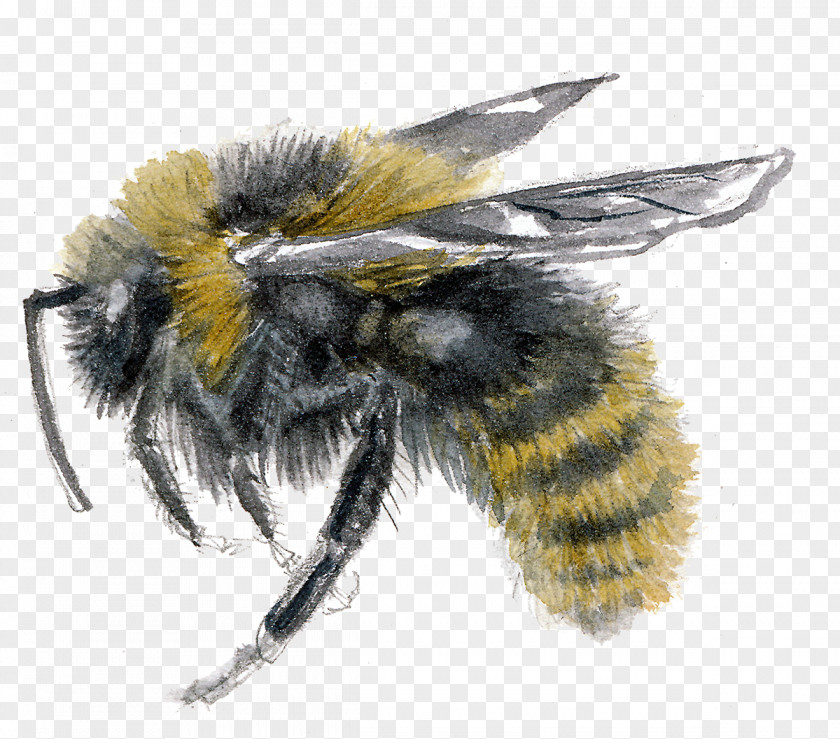 Bee Honey Psithyrus Bombus Campestris Barbutellus PNG