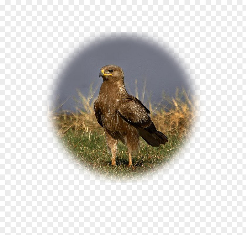 Eagle Bald Lesser Spotted Greater Golden PNG