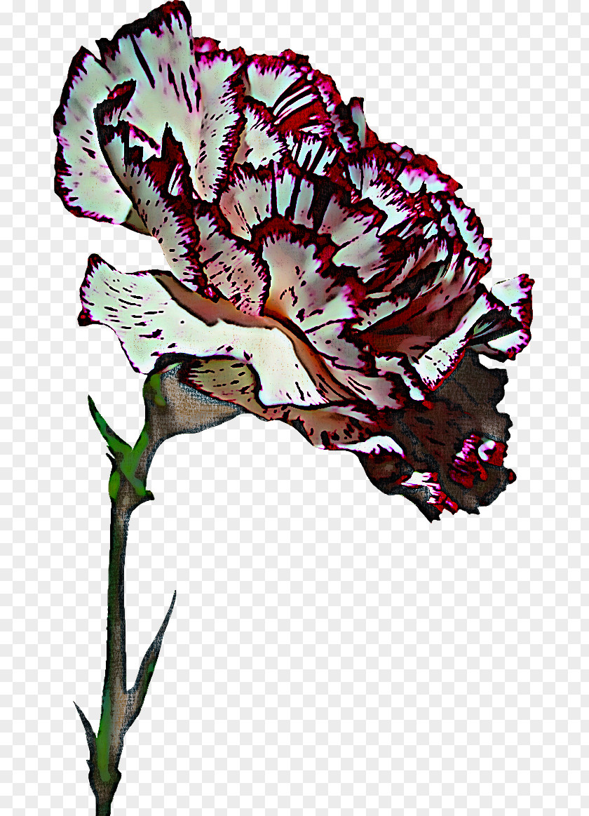 Flower Plant Carnation Pink Family Dianthus PNG