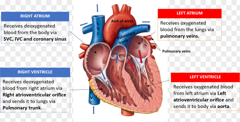 Heart Valve Diagram Anatomy Chamber PNG