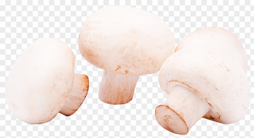Mushrooms Mushroom Shiitake Agaricus Icon PNG
