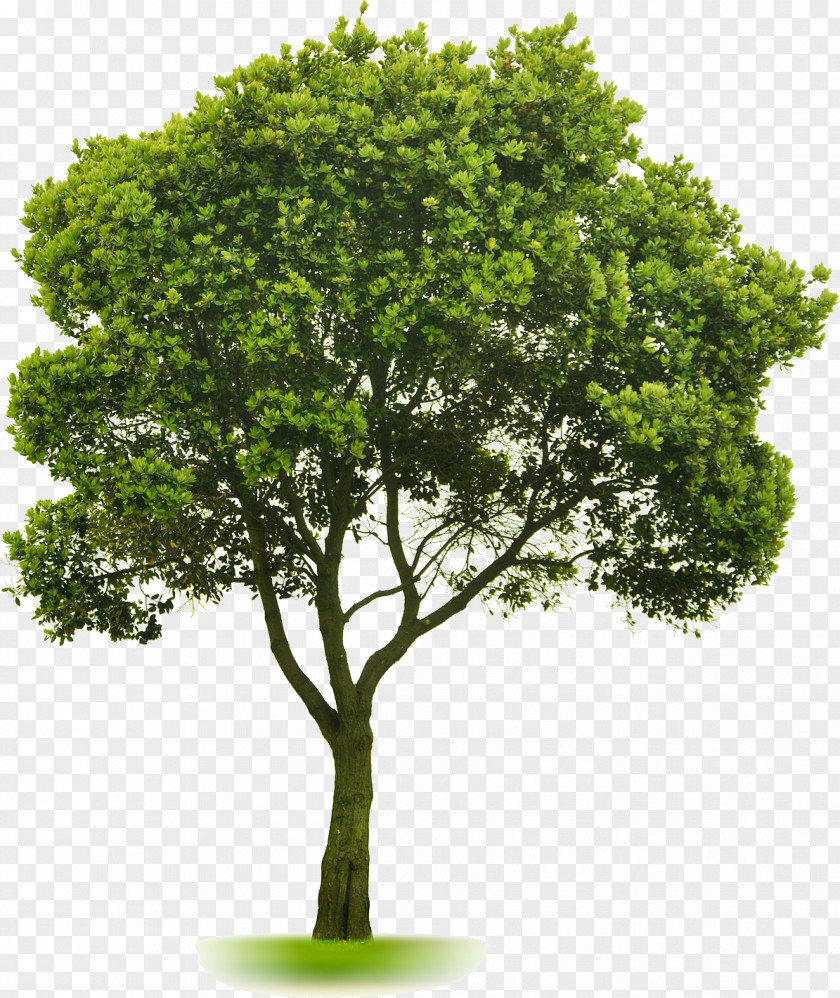 Tree Landscaping Lawn PNG