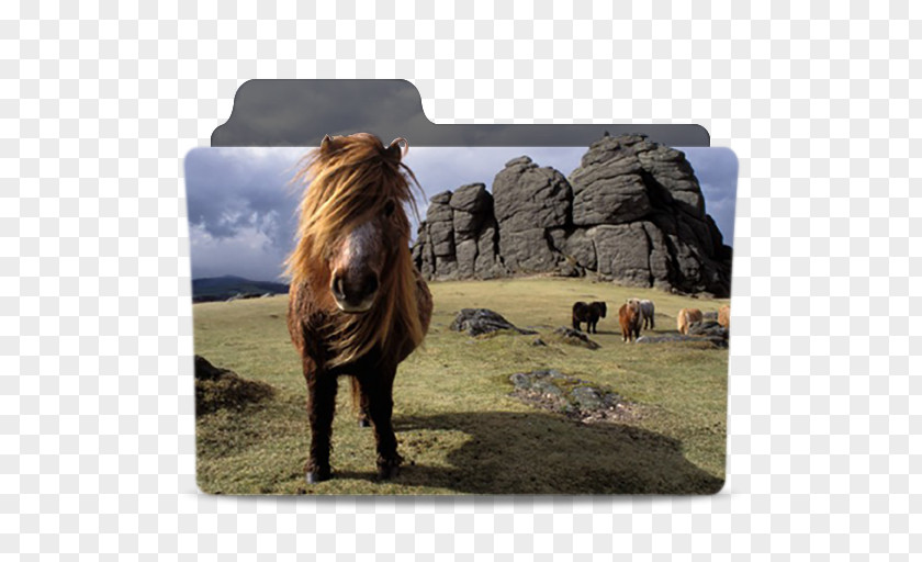 Dartmoor Pony Zoological Park PNG