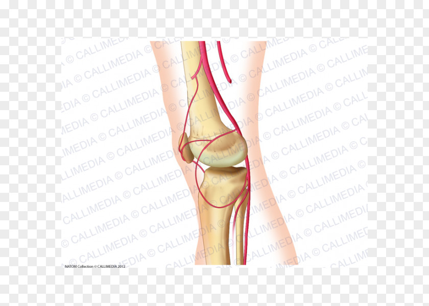 Femoral Artery Thumb Knee Popliteal Anatomy PNG